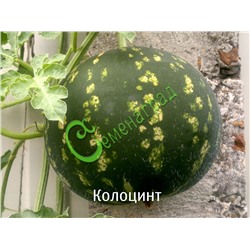 Семена Колоцинт - 10 семян Семенаград (Россия)