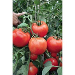 Хабль F1 семена томата о/г салатного  1000 шт (цена за 1 шт)