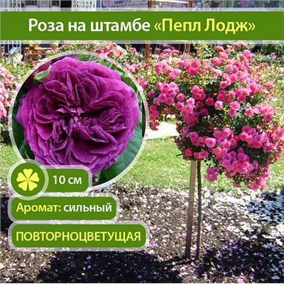 Purple Lodge "Пепл Лодж" шраб штамб 160-170см