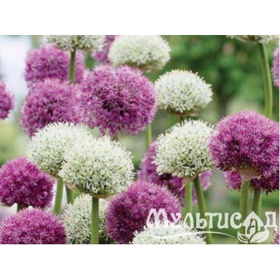 Allium Mixed "Лук декоративный Микс" 10шт