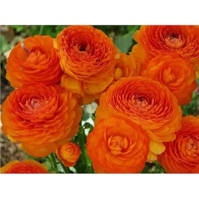 Лютик оранжевый "Ranunculus Orange" 10шт