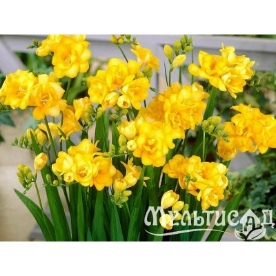 Фрезия махровая желтая "Freesia Yellow" 10шт