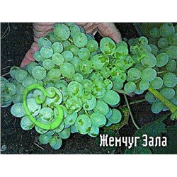 Семена Виноград «Жемчуг Зала» - 10 семян Семенаград (Россия)