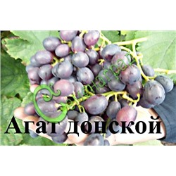 Семена Виноград «Агат донской» - 10 семян Семенаград (Россия)