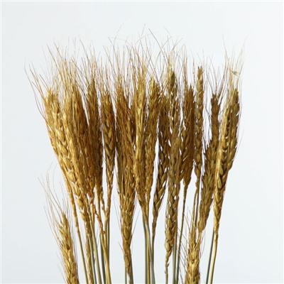 Сухой колос пшеницы, набор 30 шт., цвет золотой