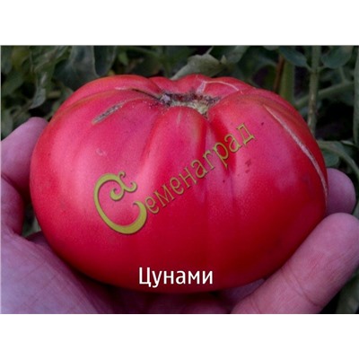 Семена томатов Цунами - 20 семян Семенаград (Россия)