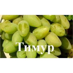 Семена Виноград "Тимур" - 10 семян Семенаград (Россия)