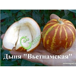 Семена дыни «Вьетнамская» - 4 семени, 12 упаковок Семенаград оптовый (Россия)