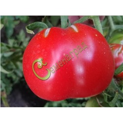 Семена томатов Новогогошары - 20 семян Семенаград (Россия)