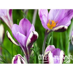 Крокус Spring Beauty "Спринг Бьюти" 5шт