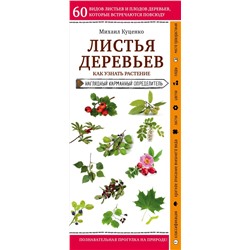 Листья деревьев. Как узнать растение Куценко М.