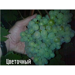 Семена Виноград "Цветочный" - 10 семян Семенаград (Россия)