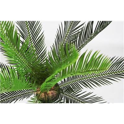 Пальма Цикас 85 см