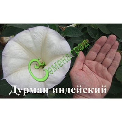 Семена почтой Дурман индейский «Медея» - 5 семян Семенаград (Россия)