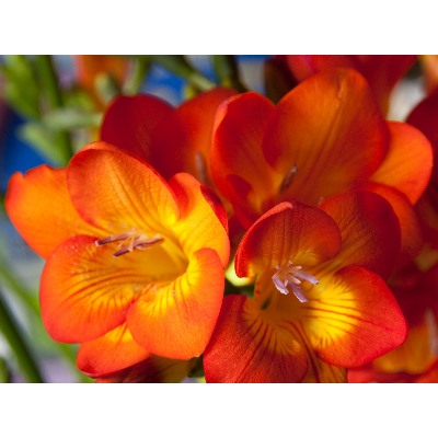 Фрезия махровая оранжевая "Freesia Orange" 10шт