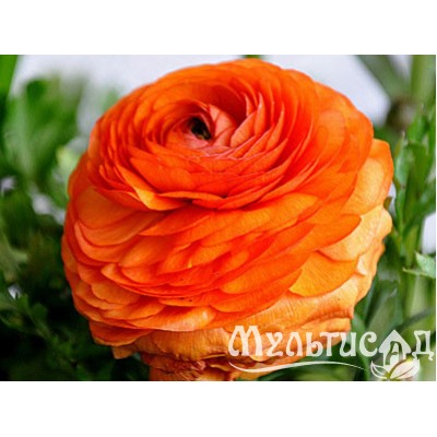 Лютик оранжевый "Ranunculus Orange" 10шт