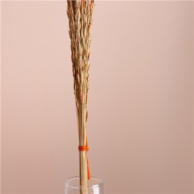 Набор сухоцветов "Райграс", банч 21 шт, длина 60 (+/- 6 см), оранжевый