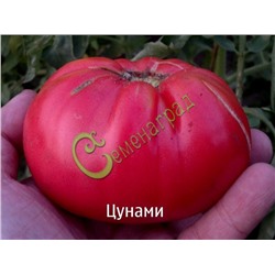 Семена томатов Цунами - 20 семян, 12 упаковок Семенаград оптовый (Россия)