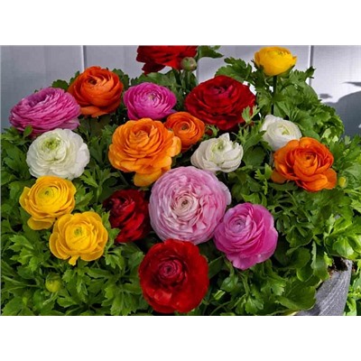 Лютик смесь "Ranunculus Mix" 10шт