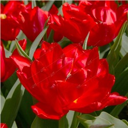 Тюльпан махровый ранний Абба/ Tulipa double early Abba 11/12, Darit 7 шт/уп