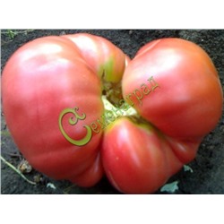 Семена томатов Вента - 20 семян Семенаград (Россия)