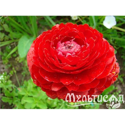 Лютик красный "Ranunculus Red" 10шт