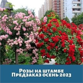 Розы на штамбе! Предзаказ весна/осень 2024г
