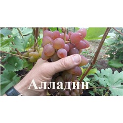 Семена виноград "Алладин" - 10 семян Семенаград (Россия)