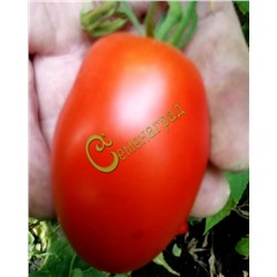 Семена томатов Красная ягода - 20 семян Семенаград (Россия)