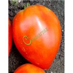 Семена томатов Марион - 20 семян Семенаград (Россия)