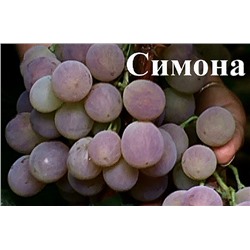 Семена Виноград "Симона" - 10 семян, 15 упаковок Семенаград оптовый (Россия)