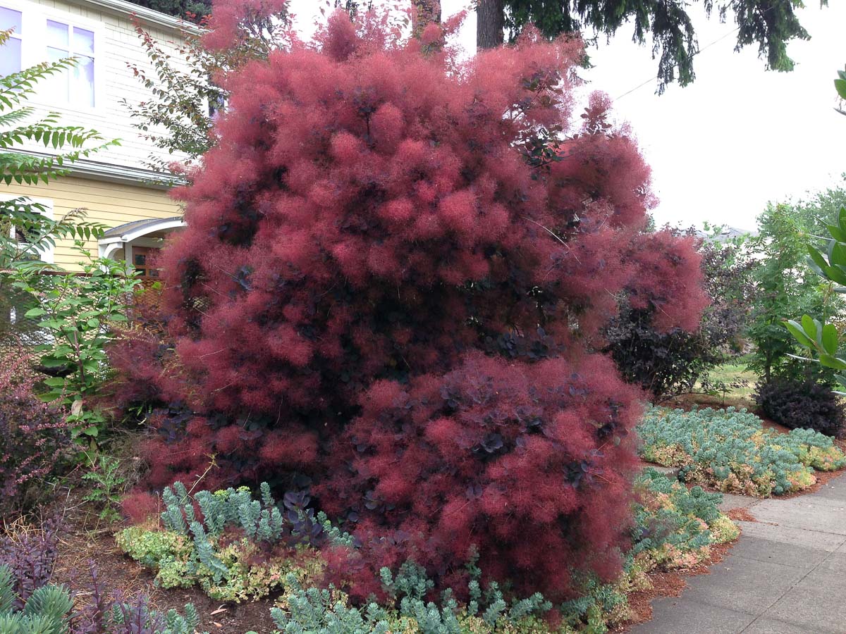 Розовое дымное дерево. Скумпия Кожевенная (Cotinus coggygria `Royal Purple`). Скумкия кодевеннпя Роял Пурпл. Скумпия Кожевенная Royal Purple. Скумбрия Кожевенная Роялити.