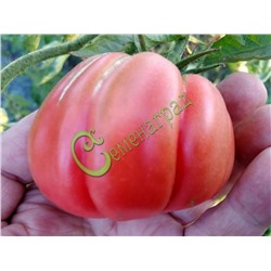 Семена томатов Аккордеон розовый - 20 семян Семенаград (Россия)