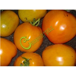 Семена томатов Астра ЖС - 20 семян Семенаград (Россия)