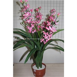 Куст орхидеи