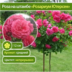 Rosarium Uetersen "Розариум Ютерсен" плетистая штамб 160-170см