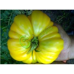 Семена томатов Лотарингская красавица жёлтая - 20 семян Семенаград (Россия)