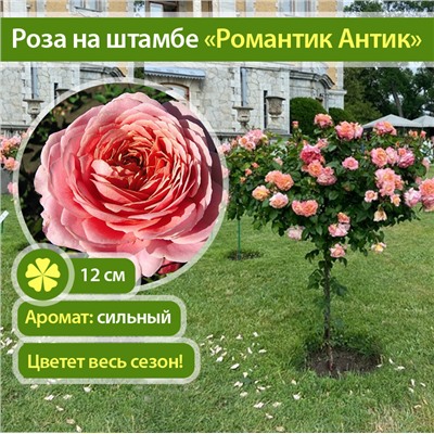 Romantic Antike "Романтик Антик" пионовидные штамб 120-140см
