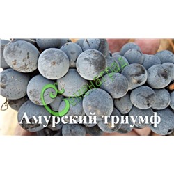Семена Виноград амурский «Амурский триумф» - 10 семян Семенаград (Россия)