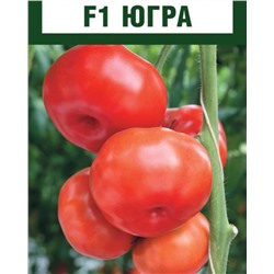 Югра F1  семена томата среднеплодного  100 шт ЭС мини (цена за 1 шт)