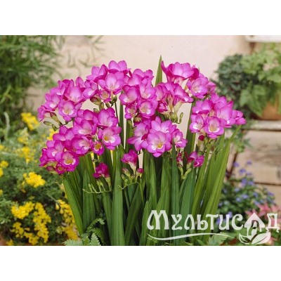 Фрезия махровая розовая "Freesia Pink" 10шт