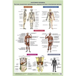 Анатомия человека. Костная, мышечная, кровеносная системы и внутренние органы Самусев Р.П.