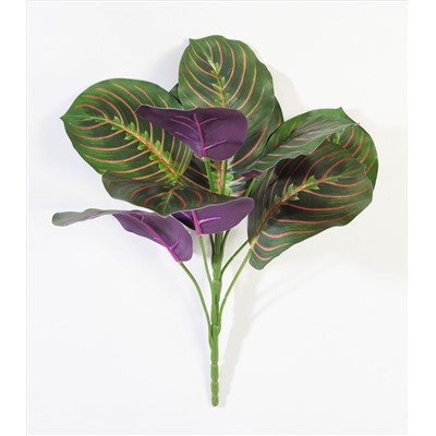 Букет маранта трехцветная ботаническая копия