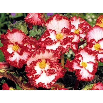 Бегония криспа бело-красная "Begonia Crispa white-red"