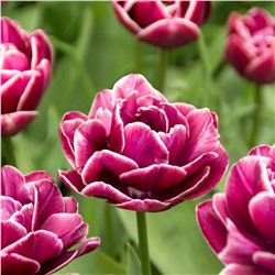 Тюльпан Tulipa Emblazon