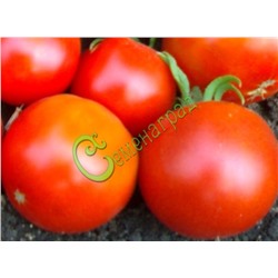 Семена томатов Карлсон плюс - 20 семян Семенаград (Россия)